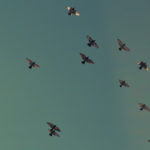 Birds in the sky