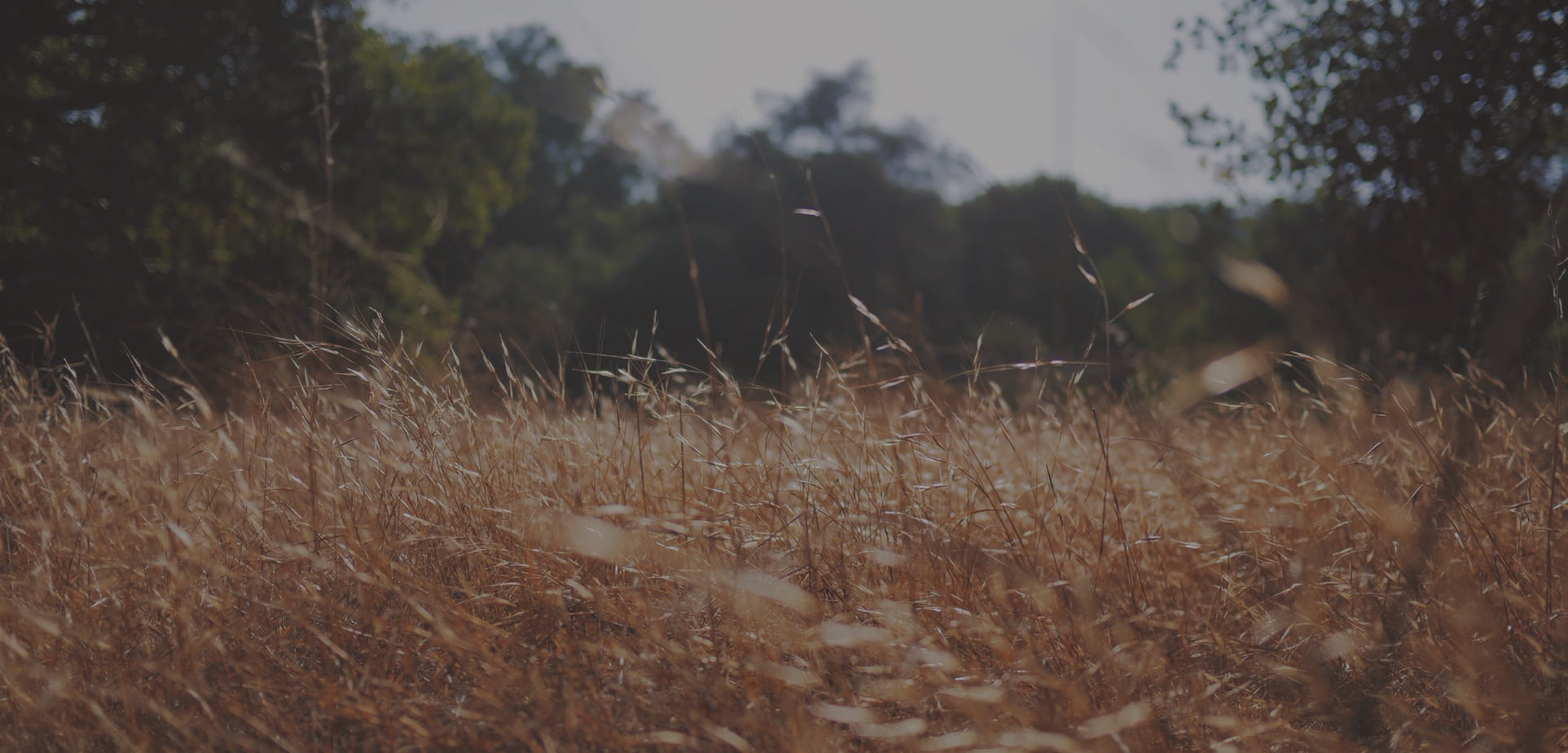 new_home_slider_bg_1_darken