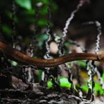 Snake7-JoaoMarcosRosa