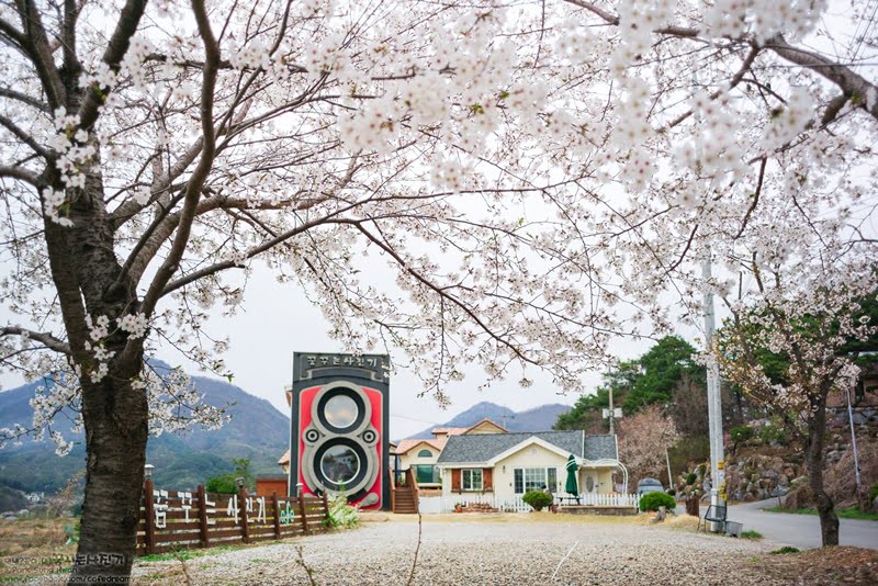 Kafe Berbentuk Kamera Antik Gergasi di Korea Selatan 2 3 1