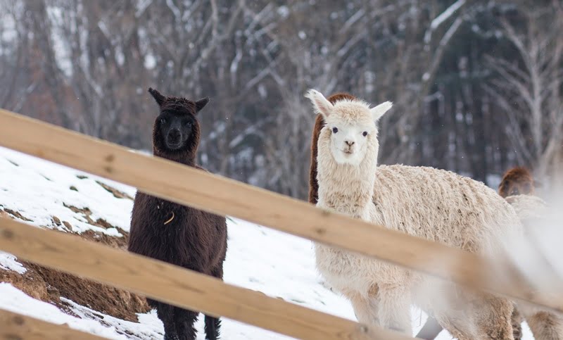 25 Lokasi Best Di Gangwon, Korea Selatan Yang Kaki Travel Mesti Pergi 12 Alpaca World