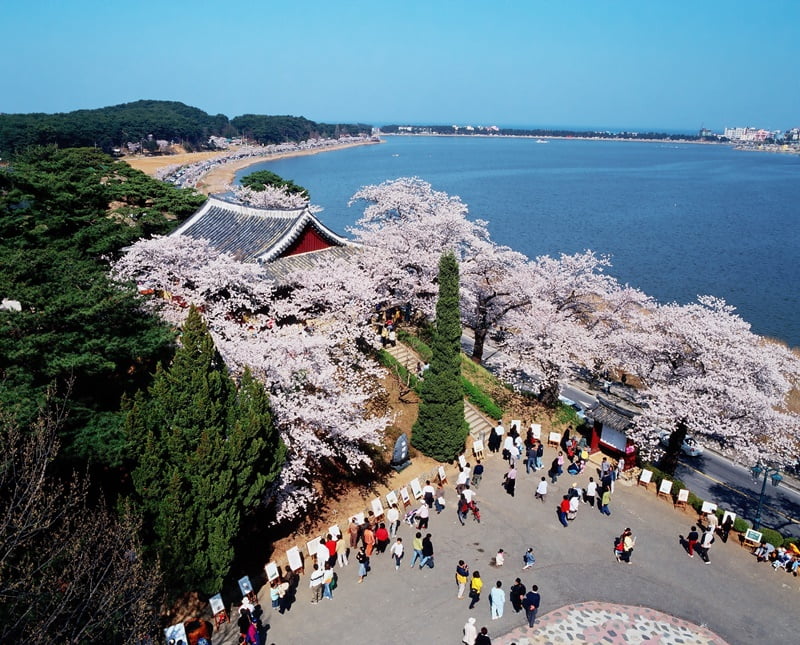 25 Lokasi Best Di Gangwon, Korea Selatan Yang Kaki Travel Mesti Pergi 13 Gyeongpo Cherry Blossom Festival Gangneung