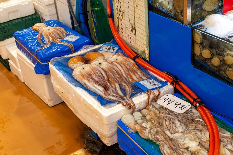 Sannakji: Budaya Makan Sotong ‘Hidup-hidup’ Di Korea 5 squid g56d587418 1280
