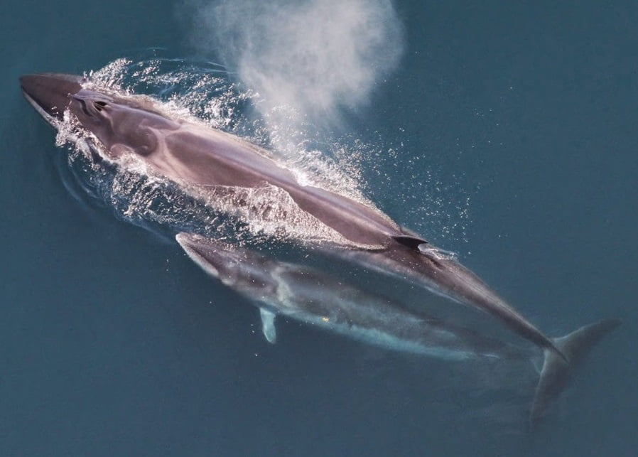 Mengapa Orang Korea Makan Sup Rumpai Laut Setiap Kali Hari Jadi 3 Sei whale mother and calf Christin Khan NOAA1 1