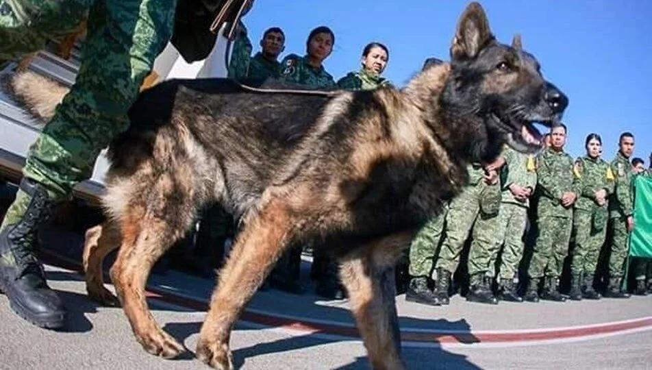 Anjing Penyelamat Meninggal Ketika Melakukan Misi Di Turki 3 0938A8B6 A42B 43CA BC80 75509BECD6F0