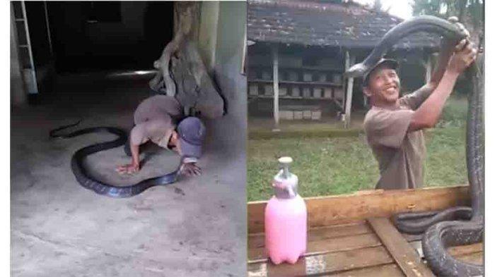 Penjinak Ular Indonesia Maut Dipatuk King Cobra 2 1082FE8E C877 4A1D A919 C9C1EFFF3D15