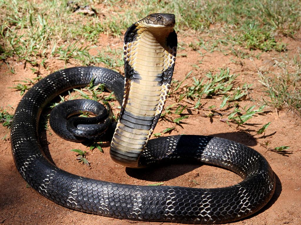 Penjinak Ular Indonesia Maut Dipatuk King Cobra 3 160276C2 3478 4AF7 8FD9 8368441436FA
