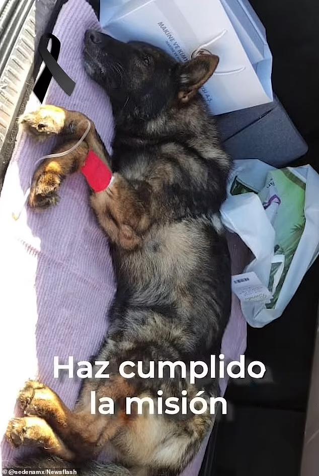 Anjing Penyelamat Meninggal Ketika Melakukan Misi Di Turki 5 4DDD8D3C B4F8 4346 A947 0664F324D4EE
