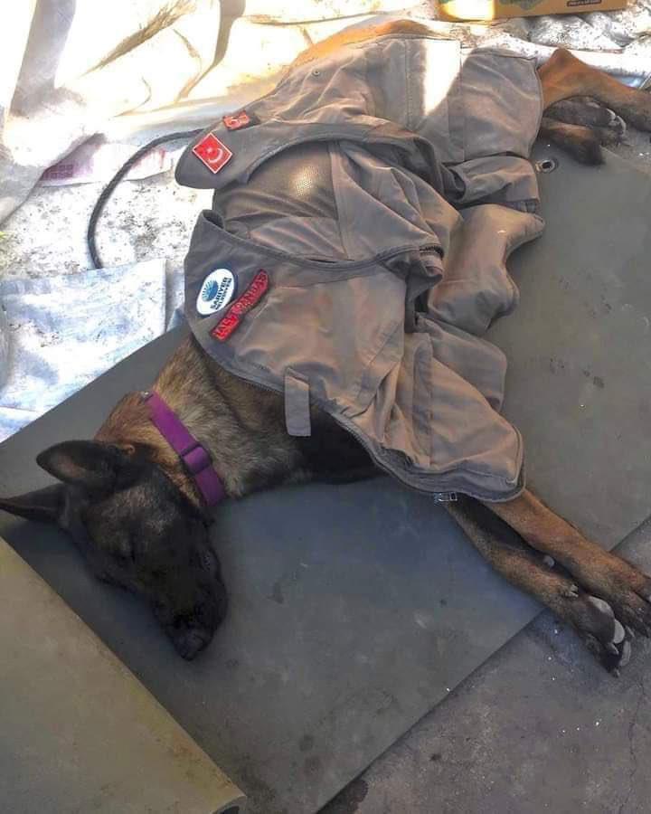 Anjing Penyelamat Meninggal Ketika Melakukan Misi Di Turki 1 56D2EA5B A637 47B8 955B FD2BA86B1408