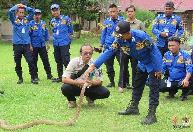 Penjinak Ular Indonesia Maut Dipatuk King Cobra 4 C8975659 CF42 4B0E 8066 EAB53E8B3C0B