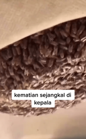 "Berani Betul Driver Ni"-Sarang Tebuan Dalam Kereta Buat Netizen Meremang 1 tebuan
