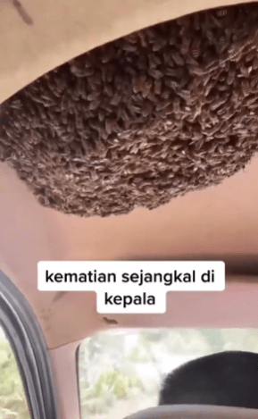 "Berani Betul Driver Ni"-Sarang Tebuan Dalam Kereta Buat Netizen Meremang 2 tebuan1