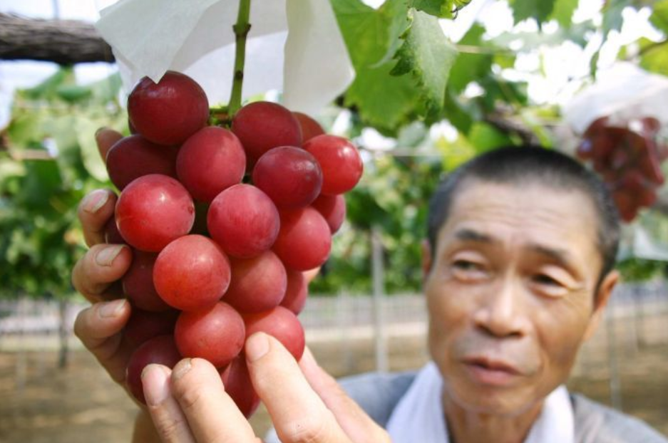 Buah Anggur Paling Mahal Di Dunia! Harga Untuk Sebiji Sahaja Sudah Mencecah RM1,157 3 Screenshot 2023 05 30 122005