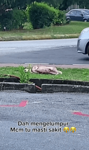 "Anjing Pun Dah Pandai Scam"-Disangka Baru Lepas Dilanggar, Rupanya Kena Scam 1 anjing