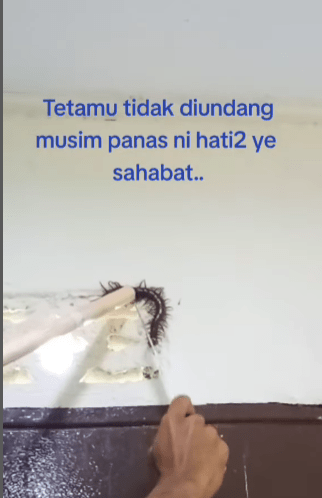 "Kena Sengat Dia Mcm Terbakar"-Akibat Cuaca Panas, Lipan Bara Dijumpai Dalam Rumah 1 lipan1