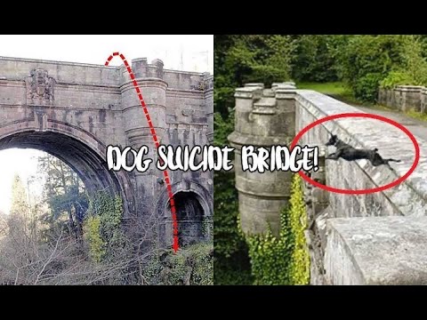 “Overtoun Bridge”, Kisah Benar Tentang Anjing Yang Bunuh Diri 4 IMG 9108
