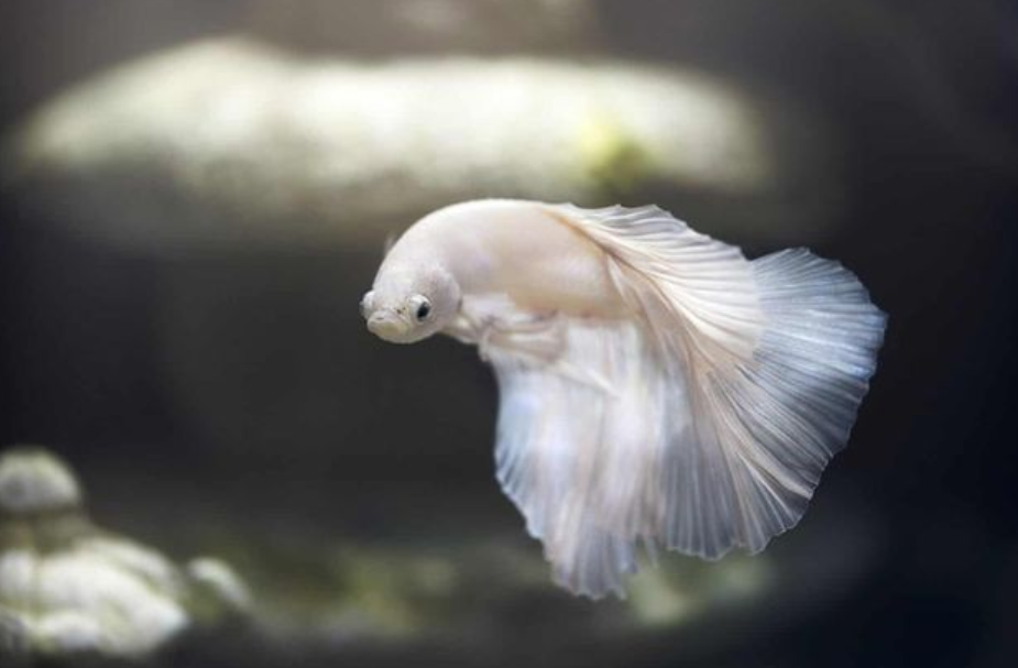 Ini 7 Corak Dan Warna Ikan Betta Yang Popular Di Dunia 1 Screenshot 2023 06 07 092923