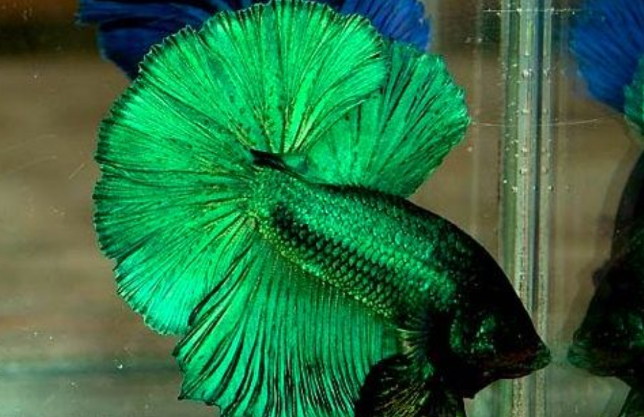 Ini 7 Corak Dan Warna Ikan Betta Yang Popular Di Dunia 2 Screenshot 2023 06 07 092939
