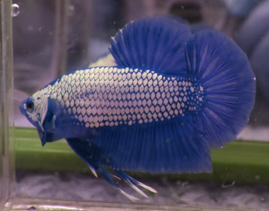 Ini 7 Corak Dan Warna Ikan Betta Yang Popular Di Dunia 3 Screenshot 2023 06 07 092956