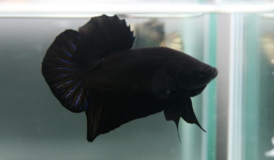Ini 7 Corak Dan Warna Ikan Betta Yang Popular Di Dunia 4 Screenshot 2023 06 07 093012