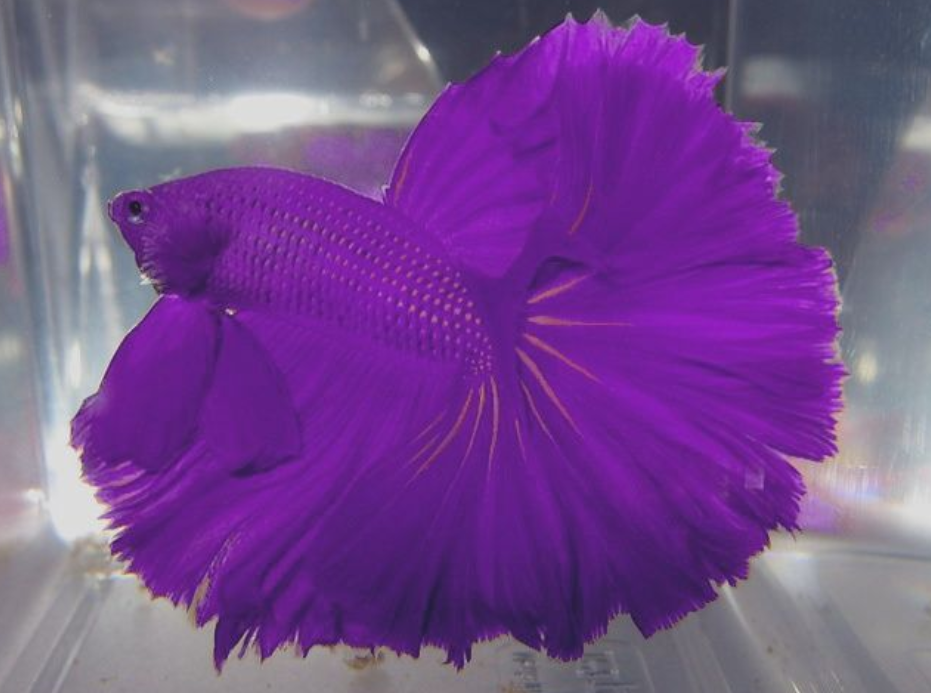 Ini 7 Corak Dan Warna Ikan Betta Yang Popular Di Dunia 5 Screenshot 2023 06 07 093028