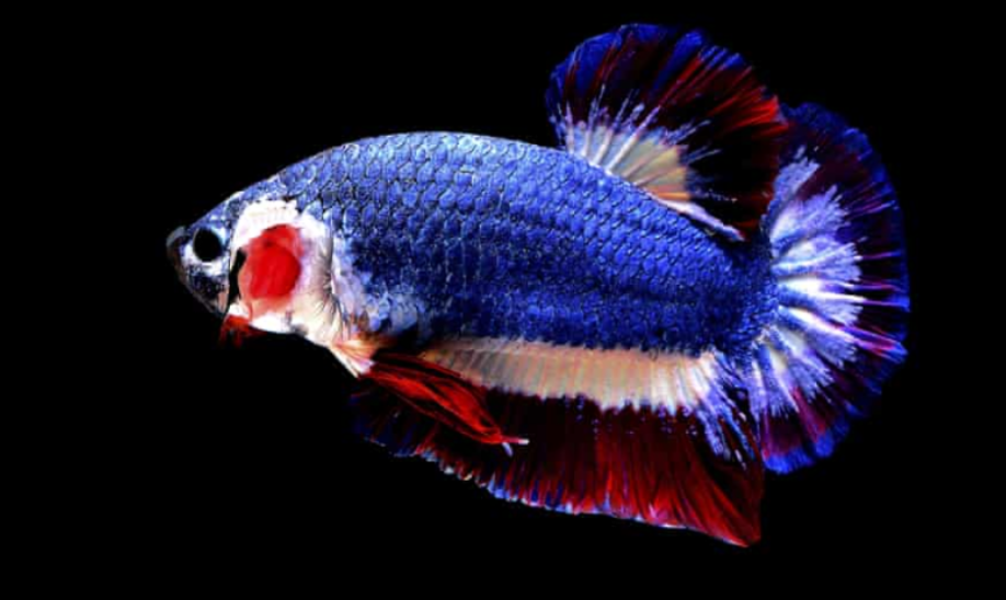 Ini 7 Corak Dan Warna Ikan Betta Yang Popular Di Dunia 6 Screenshot 2023 06 07 093044
