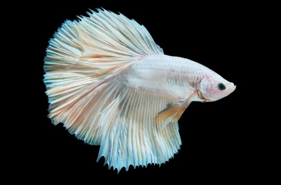 Ini 7 Corak Dan Warna Ikan Betta Yang Popular Di Dunia 7 Screenshot 2023 06 07 093102