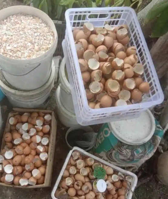 Cara Buat Duit Hanya Menggunakan Kulit Telur, Ikuti Langkah-Langkah Ini 1 Screenshot 2023 06 11 213859