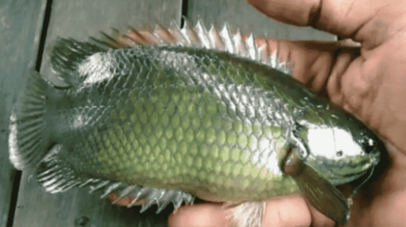 Kenapa Orang Zaman Dulu Suka Bela Ikan Puyu? Ini Jawapannya 2 Screenshot 2023 06 21 102605