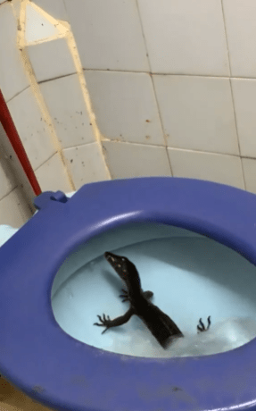 "Trauma Nak Buang Air Besar Lepasni"-Kemunculan Biawak Dlm Tandas Buat Netizen Terkejut 1 biawak1