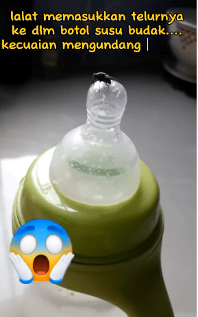 Kecuaian Mengundang Padah, Rakaman Lalat Bertelur Dalam Botol Susu 1 lalat1