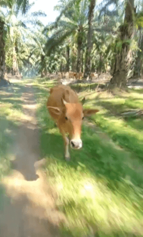 Dikejar Lembu Di Ladang Sawit, Rakaman Anak Gelabah Hiburkan Netizen 1 lembu 1