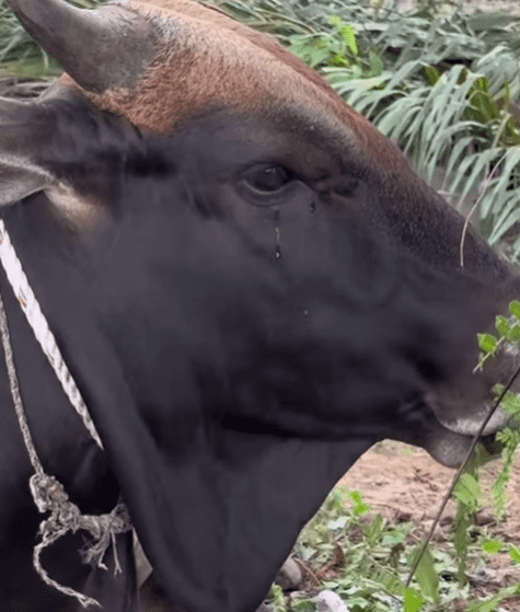 "Lembu Pun Nangis, Manusia Apatah Lagi"-Rakaman Lembu Menangis Buat Netizen Sebak 1 lembu 2
