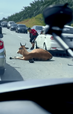 "Kesian Lembu Tu Sakit"-Lembu Dilanggar Di Tengah Jalan Undang Simpati Netizen 1 lembu