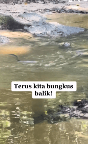 Ular Paling Berbisa Muncul Setelah Selesai Berkelah, Wanita Bersyukur Tiada Apa2 Berlaku 1 ular 1
