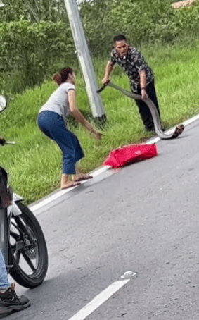 Rakaman Lelaki Tangkap Ular Tedung Raih Perhatian, Beg Ecoshop Jadi Tumpuan Netizen 1 ularrr2