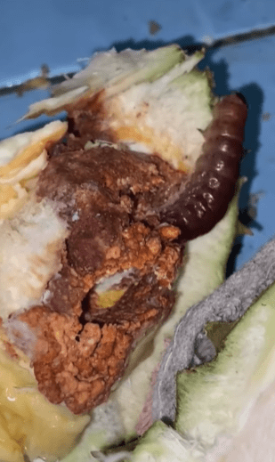 "Kalau Jumpa Mmg Anti Durian Lepasni"-Ulat Dalam Durian Buat Netizen Meremang 1 ulat1