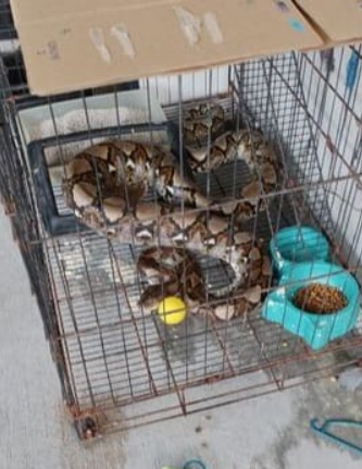 Wanita Meraung Lihat Kucing Kesayangan Dibelit Ular, Sekali Reaksi Ibunya Pula Tarik Perhatian Ramai 1 Screenshot 2023 07 10 151521