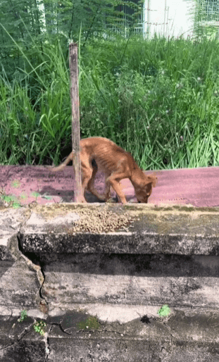 Taatnya Seekor Anjing Menjaga Rumah Sehingga Tinggal Tulang Undang Simpati Netizen 1 anjing