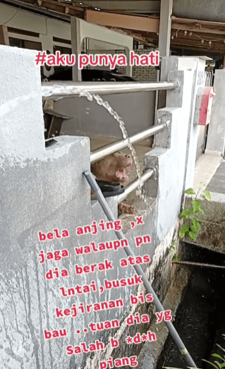 "Bela Pandai, Bagi Makan Tak Pandai"-Anjing Dibela Di Kejiranan Tetapi Tidak Diberi Makan Buat Netizen Marah 1 anjing1