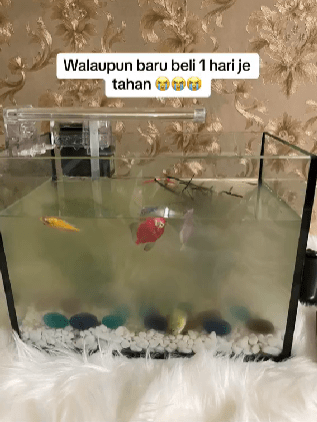 30 Ekor Ikan Baru Dibeli Mati Hanya Disebabkan Satu Punca, Wanita Ini Luah Perasaan Sedih 1 ikan1