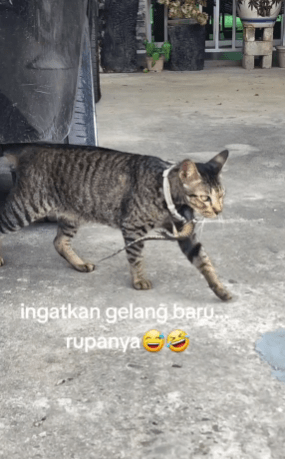 Disangka Kucing Memakai Tangkal Rupanya Rupanya 'Benda' Ini Buat Netizen Terhibur 1 kucing1