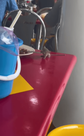 "Sejak Bila Tikus Comel Ni"-Tikus Di Kedai Makan, Lain Pulak Reaksi Netizen 1 tikus1