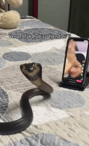 "First Time Tengok Ular Comel "-Ular Rosak Siap Main Tiktok Tarik Perhatian Netizen 1 ular1 1