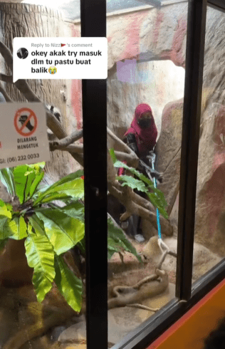 "Definisi Kawan Makan Kawan"-Ramai Terkejut Lihat Ular Dijadikan Makanan Untuk Ular Lain 1 ular1