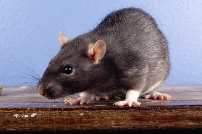 Pelanggan Terkejut Jumpa Kaki Tikus Dalam Sup 2 1 iStock 000003354915Large