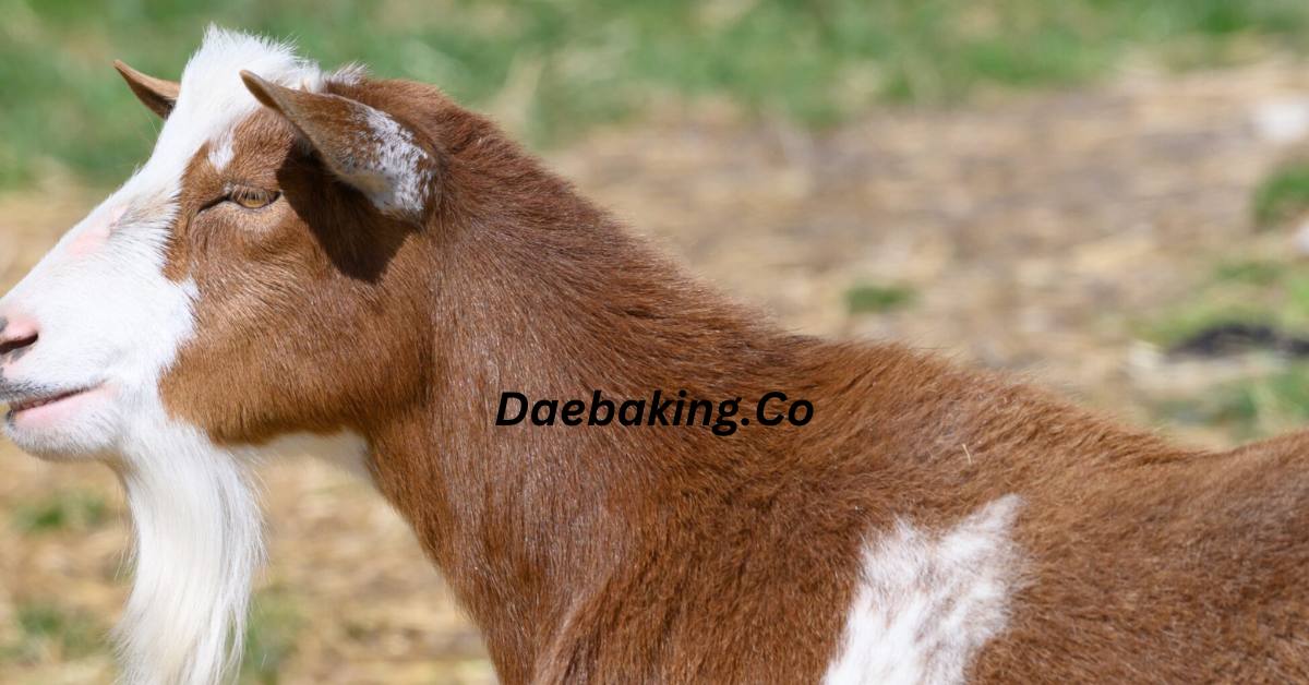 Beli Kambing Online, RM13500 Lesap