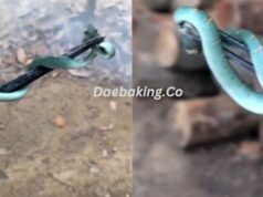 Ular Yang Lawa Jangan Disangka Tiada Bisa, Ular Ini Raih Perhatian Netizen