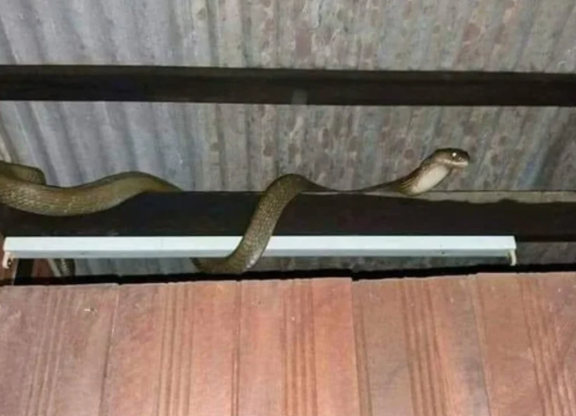 Guna 4 Bahan Ini Untuk Elak Ular Masuk Ke Dalam Rumah Anda 1 Screenshot 2023 08 03 090455