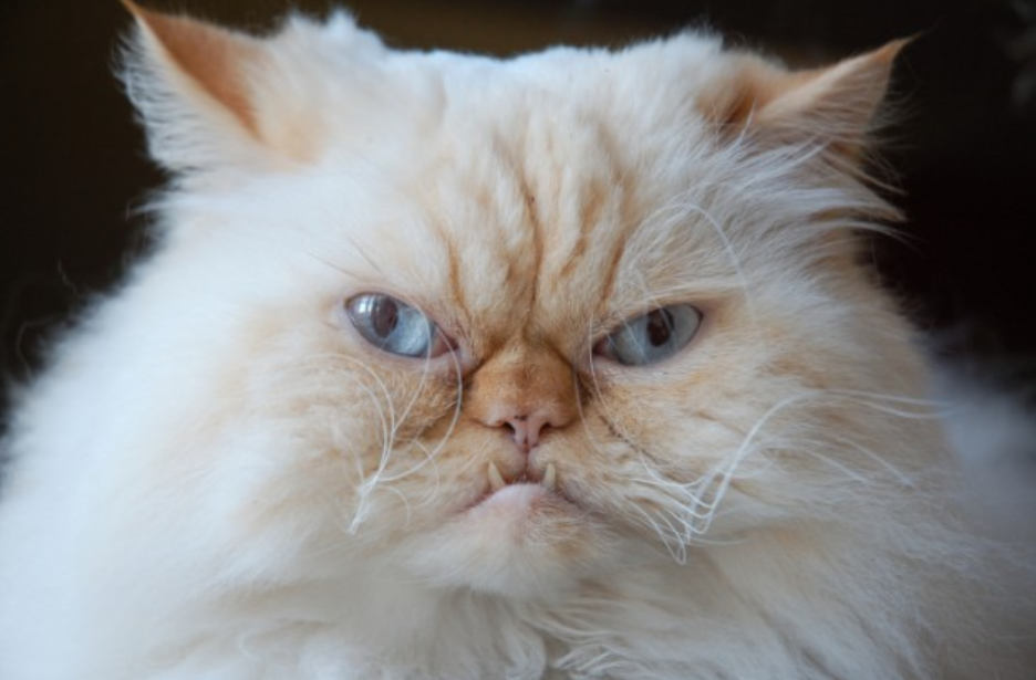 Kenapa Bulu Kucing Boleh Gugur? Ini Sebab-Sebab Nya 4 Screenshot 2023 08 08 182304